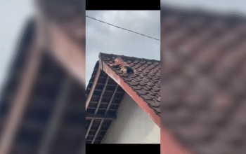 Balita 2 Tahun di Lombok Tengah Viral, Nekat Panjat Atap hingga Terjebak 1 Jam
