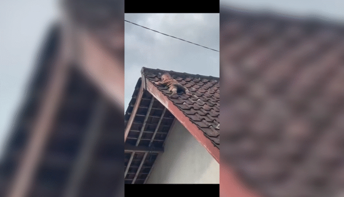 Balita 2 Tahun di Lombok Tengah Viral, Nekat Panjat Atap hingga Terjebak 1 Jam