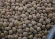 Harga Kedelai Tembus Rp10 Juta per Ton, Perajin Tahu-Tempe di Kekalik Berguguran