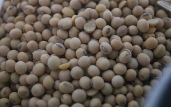 Harga Kedelai Tembus Rp10 Juta per Ton, Perajin Tahu-Tempe di Kekalik Berguguran