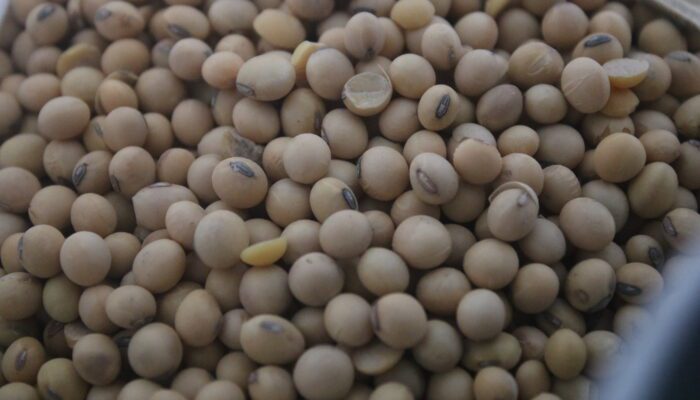 Harga Kedelai Tembus Rp10 Juta per Ton, Perajin Tahu-Tempe di Kekalik Berguguran