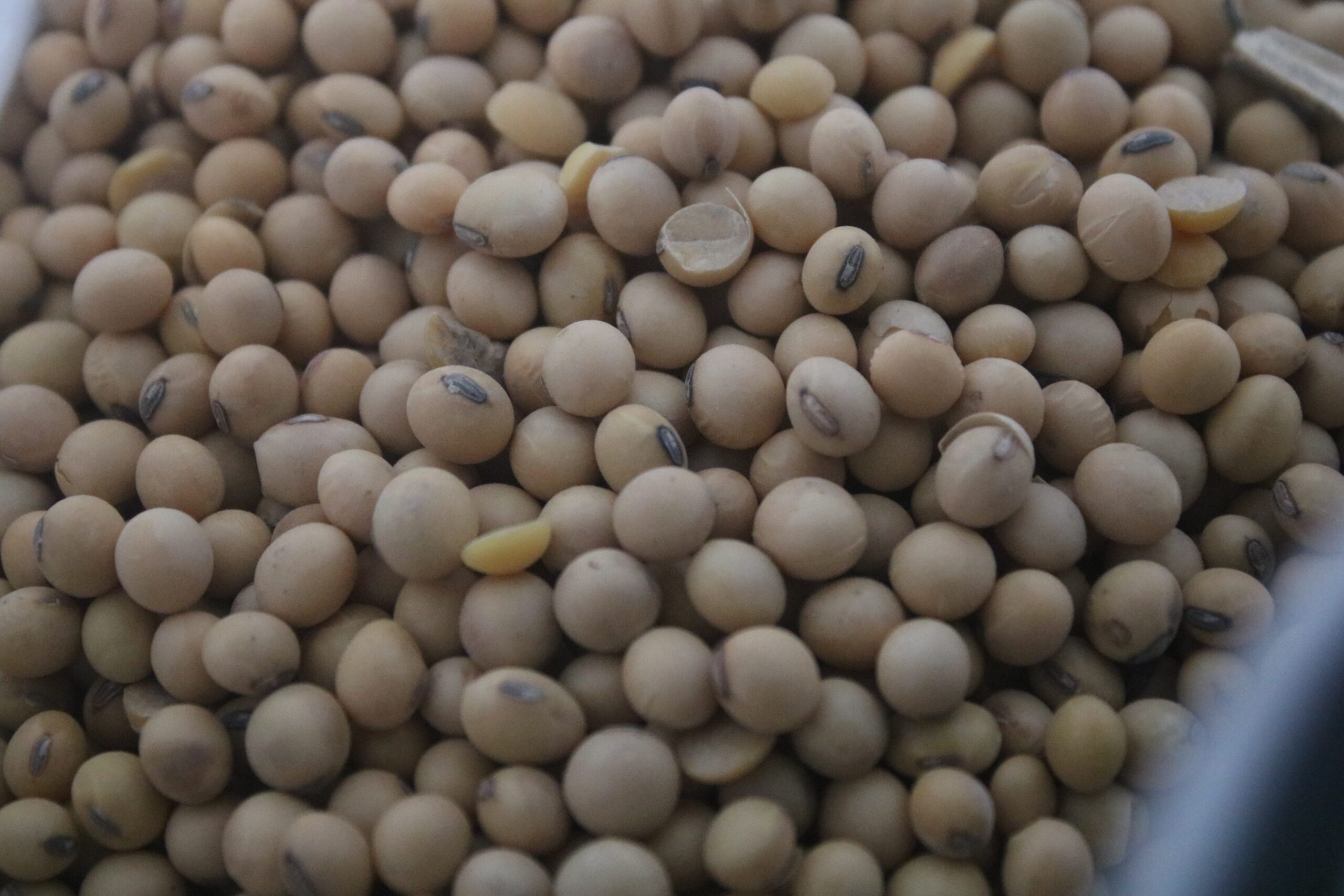 Harga Kedelai Tembus Rp10 Juta per Ton, Perajin Tahu-Tempe di Kekalik Berguguran