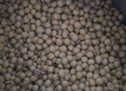 Harga Kedelai di NTB Tembus Rp13.500 per Kg
