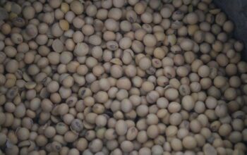 Harga Kedelai di NTB Tembus Rp13.500 per Kg