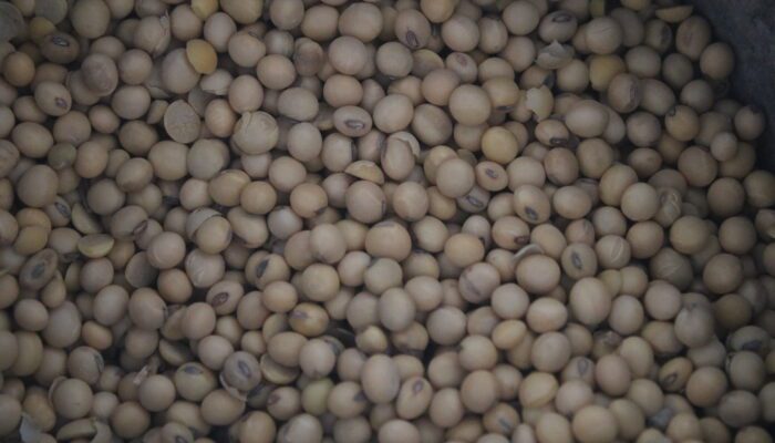 Harga Kedelai di NTB Tembus Rp13.500 per Kg