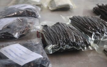 Vanili Organik Lombok Tak Terdampak Krisis, Amerika Justru Minta Lebih