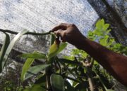 Vanili Organik Lombok Merosot 40 Persen, Fusarium dan Aturan Jadi Biang Kerok