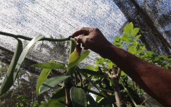 Vanili Organik Lombok Merosot 40 Persen, Fusarium dan Aturan Jadi Biang Kerok