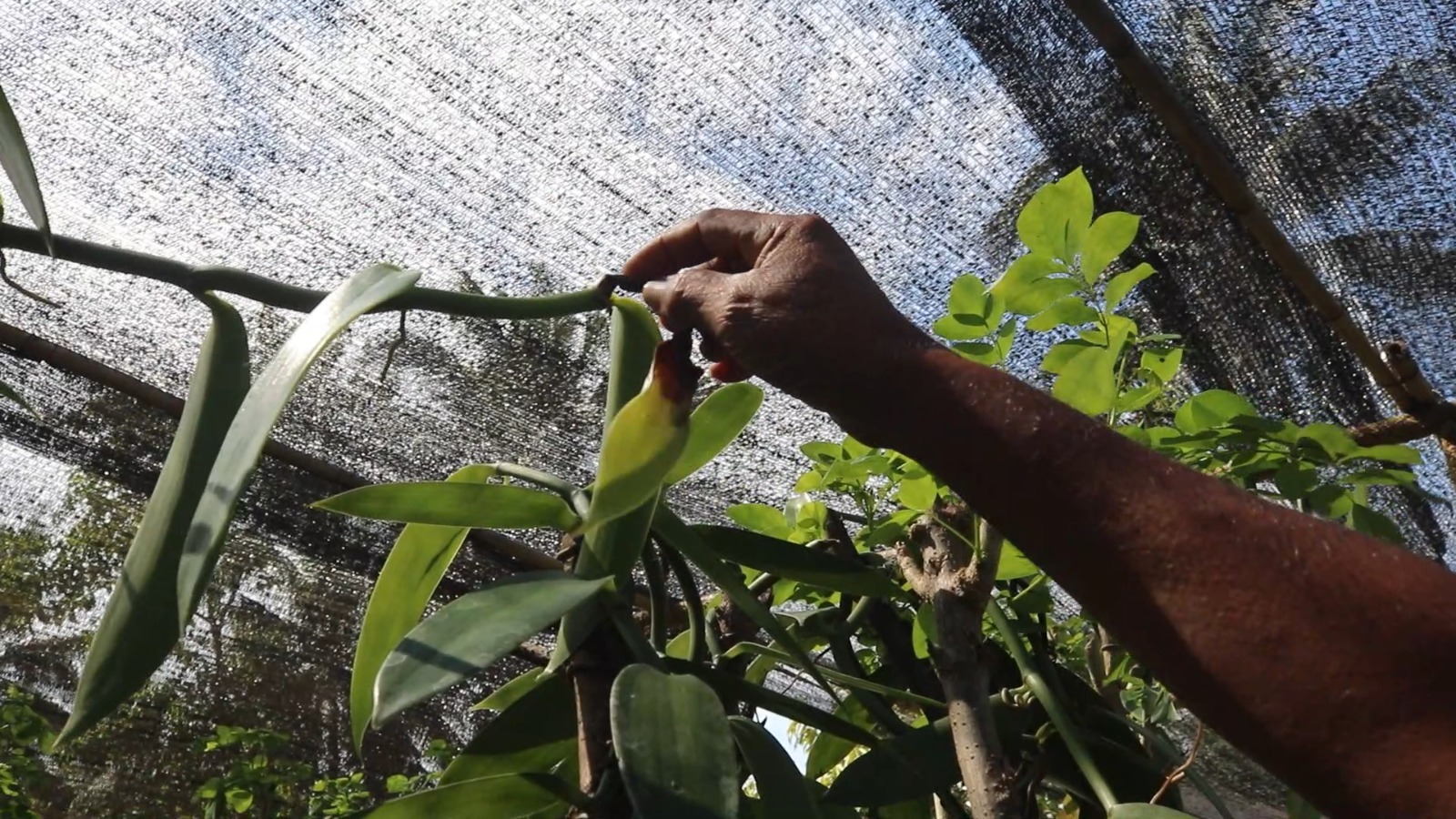 Vanili Organik Lombok Merosot 40 Persen, Fusarium dan Aturan Jadi Biang Kerok