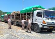 Distribusi Sapi NTB ke Jabodetabek 2026 Lebih Terkendali, Pemprov Bantah Ada Masalah Serius di Gili Mas