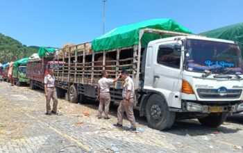 Distribusi Sapi NTB ke Jabodetabek 2026 Lebih Terkendali, Pemprov Bantah Ada Masalah Serius di Gili Mas