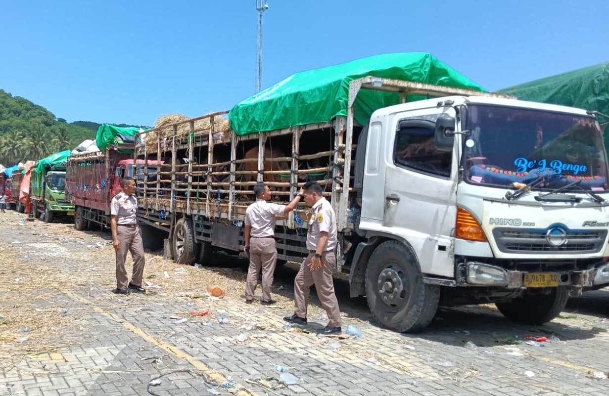Distribusi Sapi NTB ke Jabodetabek 2026 Lebih Terkendali, Pemprov Bantah Ada Masalah Serius di Gili Mas