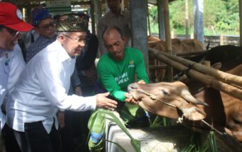 BAZNAS RI Tinjau Program Sapi di Lombok Tengah, Peternak Mulai Rasakan Dampak Ekonomi