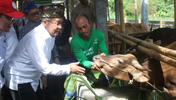 BAZNAS RI Tinjau Program Sapi di Lombok Tengah, Peternak Mulai Rasakan Dampak Ekonomi