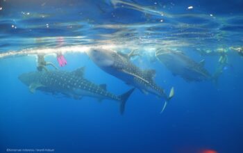 NTB Resmi Kunci Teluk Saleh Jadi Kawasan Konservasi, Wisata Tak Lagi Bebas Eksploitasi