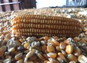 Bulog Target Serap 1 Juta Ton Jagung, NTB Jadi Prioritas Nasional
