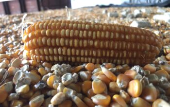 Bulog Target Serap 1 Juta Ton Jagung, NTB Jadi Prioritas Nasional