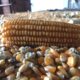 Bulog Target Serap 1 Juta Ton Jagung, NTB Jadi Prioritas Nasional