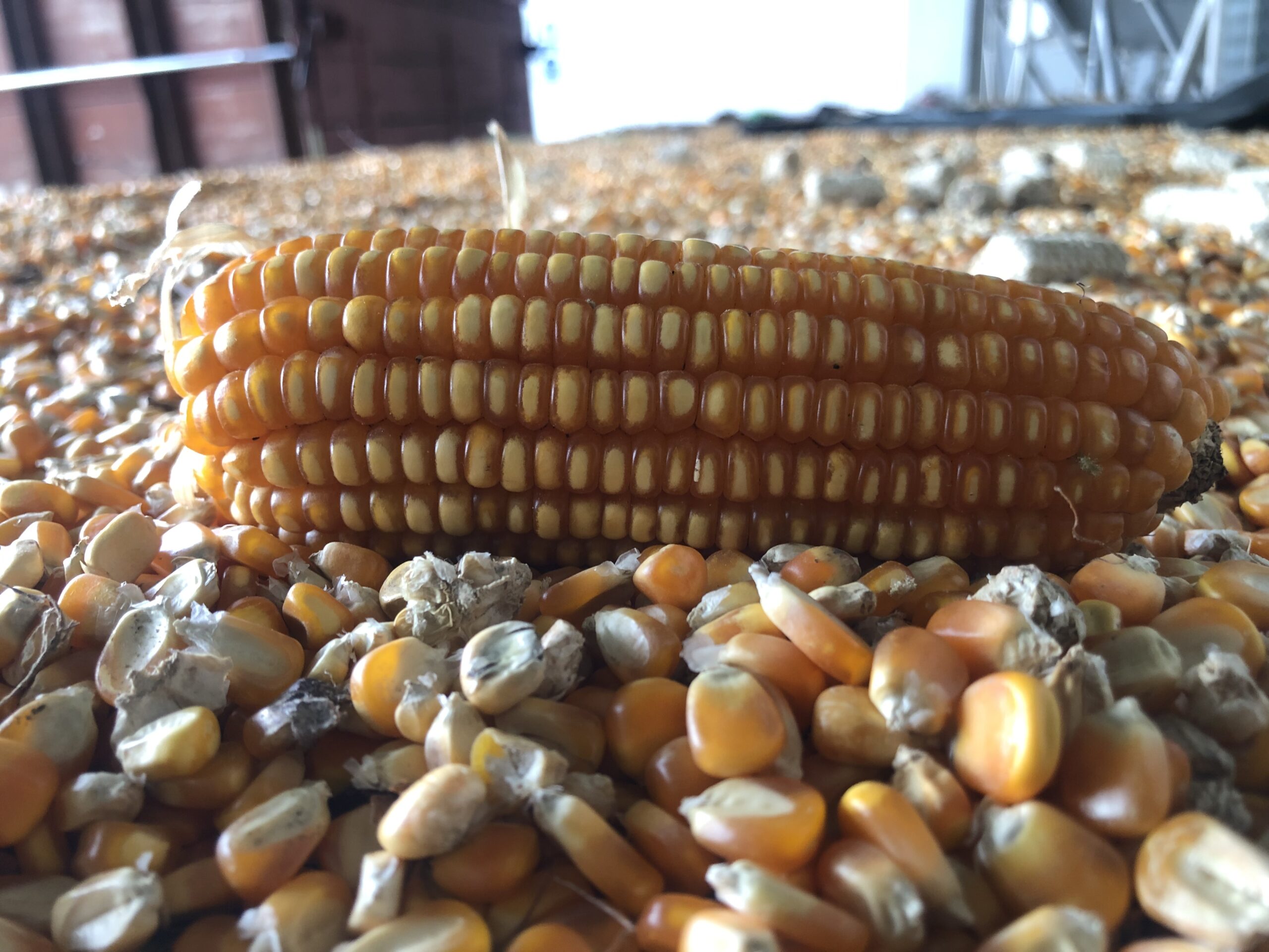 Bulog Target Serap 1 Juta Ton Jagung, NTB Jadi Prioritas Nasional