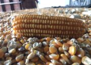 Bulog NTB Serap 48 Ribu Ton Jagung, Petani Tak Perlu Cemas