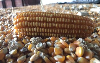 Bulog NTB Serap 48 Ribu Ton Jagung, Petani Tak Perlu Cemas