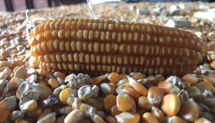 Bulog NTB Serap 48 Ribu Ton Jagung, Petani Tak Perlu Cemas