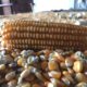 Bulog NTB Serap 48 Ribu Ton Jagung, Petani Tak Perlu Cemas
