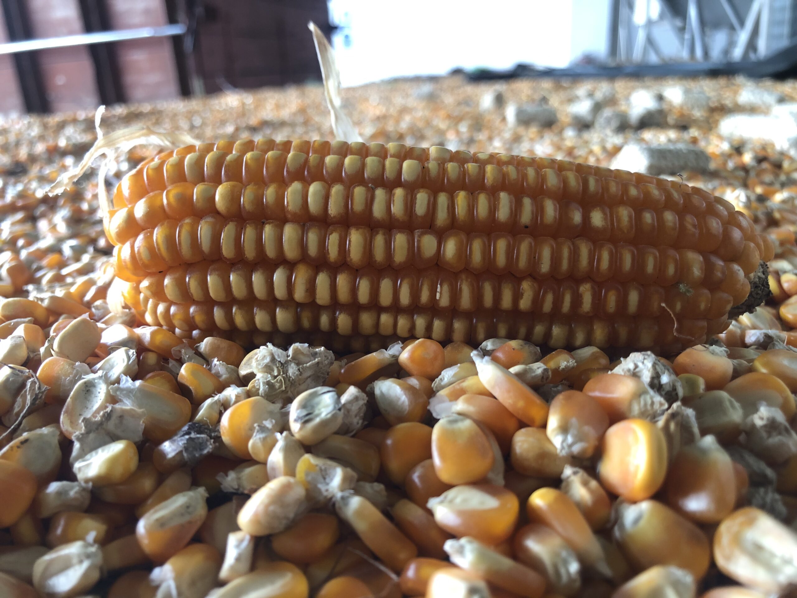 Bulog NTB Serap 48 Ribu Ton Jagung, Petani Tak Perlu Cemas