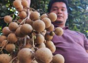 Kelengkeng Diamond River Sukadana Jadi Primadona Baru NTB, Dilirik Program MBG