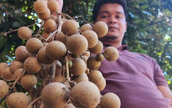 Kelengkeng Diamond River Sukadana Jadi Primadona Baru NTB, Dilirik Program MBG