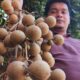 Kelengkeng Diamond River Sukadana Jadi Primadona Baru NTB, Dilirik Program MBG