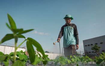 Usai Panen Cabai, Lapas Lombok Barat Kini Kembangkan Edamame Bernilai Tinggi