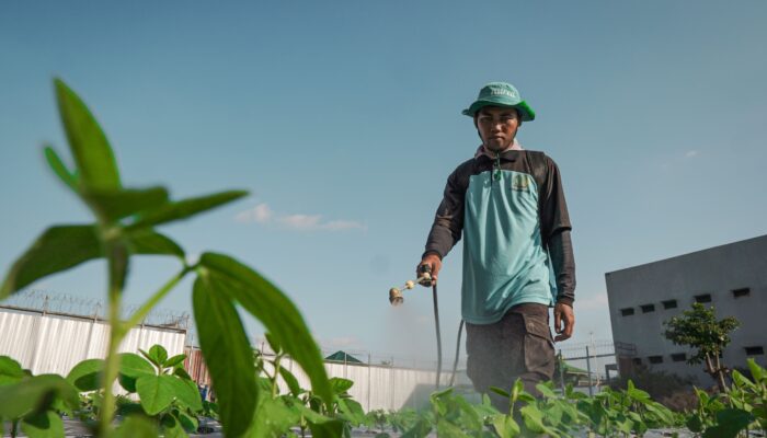 Usai Panen Cabai, Lapas Lombok Barat Kini Kembangkan Edamame Bernilai Tinggi