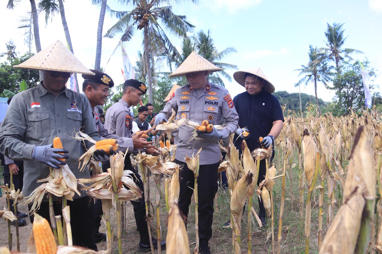 Menuju Swasembada Pangan 2026, Jagung NTB Jadi Andalan Nasional