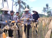 Polri Panen Raya Jagung di NTB, Siapkan 10 Gudang Ketahanan Pangan