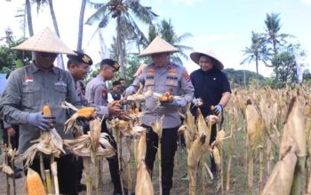 Polri Panen Raya Jagung di NTB, Siapkan 10 Gudang Ketahanan Pangan