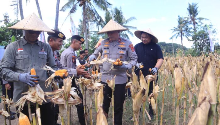 Polri Panen Raya Jagung di NTB, Siapkan 10 Gudang Ketahanan Pangan