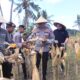 Polri Panen Raya Jagung di NTB, Siapkan 10 Gudang Ketahanan Pangan