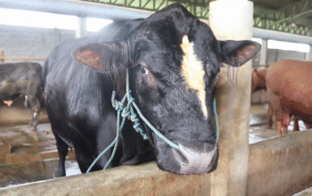 Prabowo Pilih Sapi Jumbo 1,1 Ton asal Lombok untuk Kurban Idul Adha