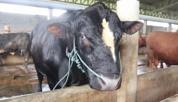 Prabowo Pilih Sapi Jumbo 1,1 Ton asal Lombok untuk Kurban Idul Adha