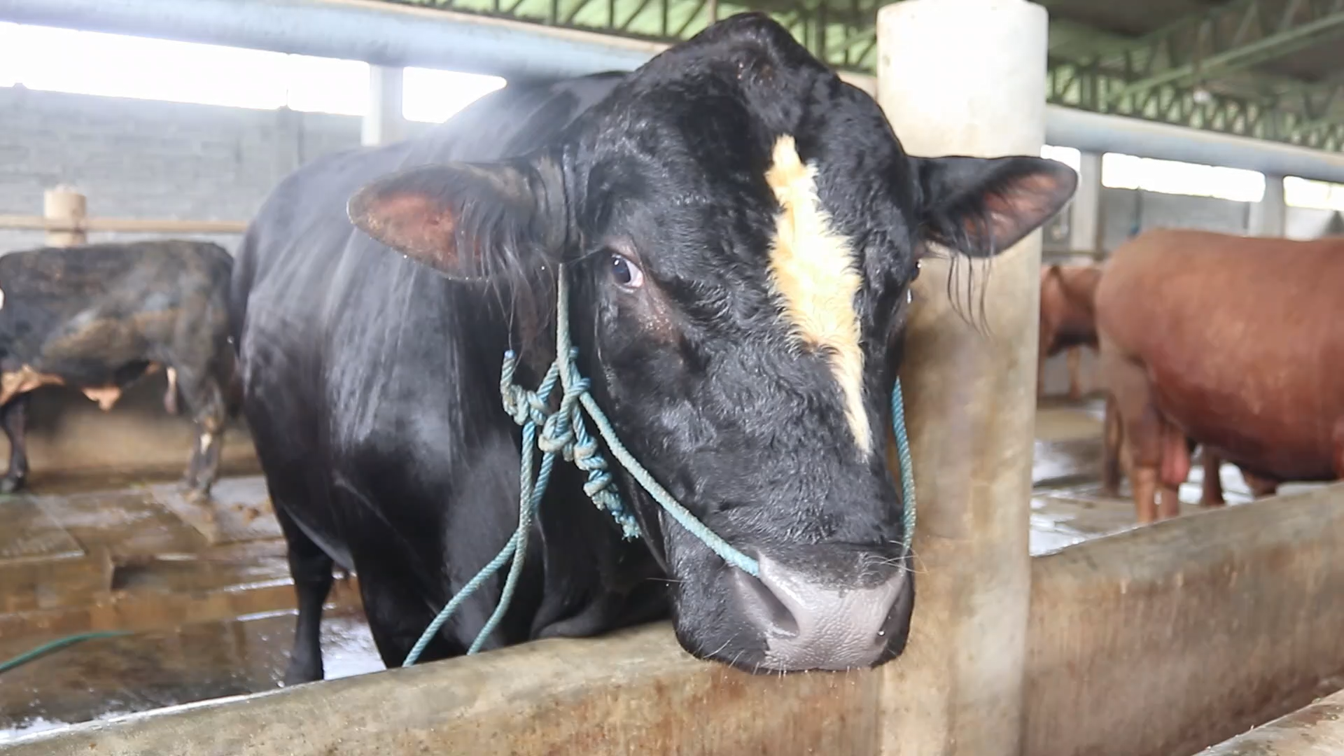 Prabowo Pilih Sapi Jumbo 1,1 Ton asal Lombok untuk Kurban Idul Adha