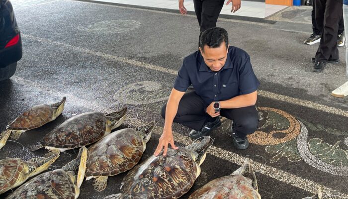 Ditpolairud Polda Bali Gagalkan Penyelundupan 21 Penyu Hijau, Satu Pelaku Ditangkap