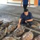 Ditpolairud Polda Bali Gagalkan Penyelundupan 21 Penyu Hijau, Satu Pelaku Ditangkap