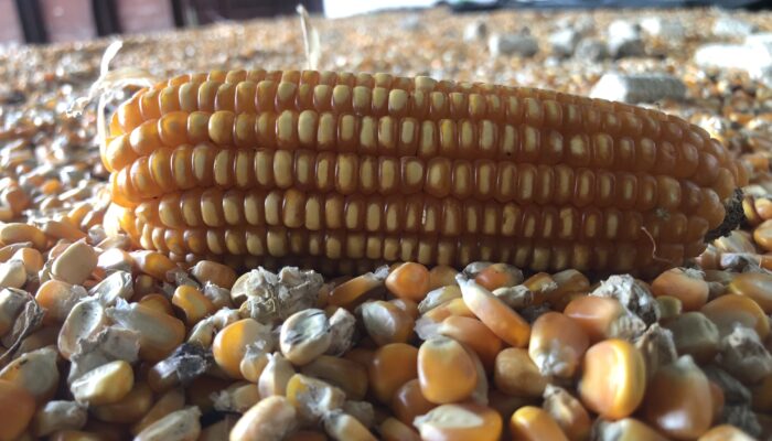 Bulog Pastikan Harga Jagung Rp6.400 per Kg, PPh 22 Tak Lagi Berlaku