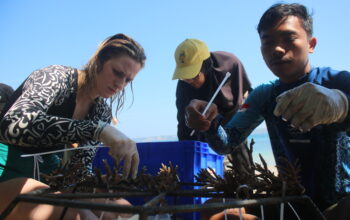 World Ocean Day: Innit Lombok Tanam Terumbu Karang di Teluk Ekas, Libatkan Warga dan Wisatawan
