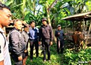 Tetangga Curi Sapi Hamil Rp12,5 Juta, Modusnya Pura-pura Cari Burung