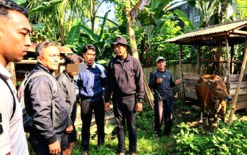 Tetangga Curi Sapi Hamil Rp12,5 Juta, Modusnya Pura-pura Cari Burung
