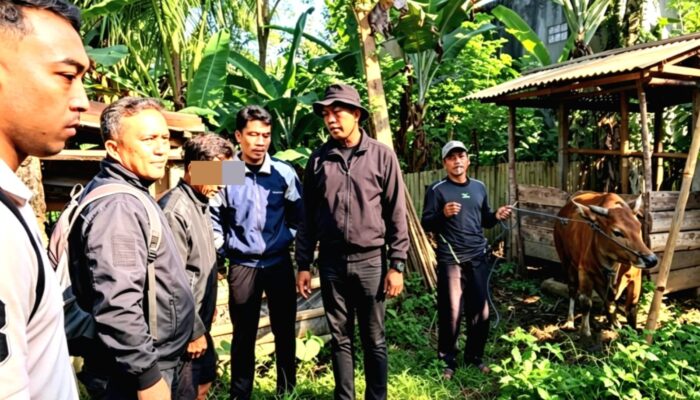 Tetangga Curi Sapi Hamil Rp12,5 Juta, Modusnya Pura-pura Cari Burung
