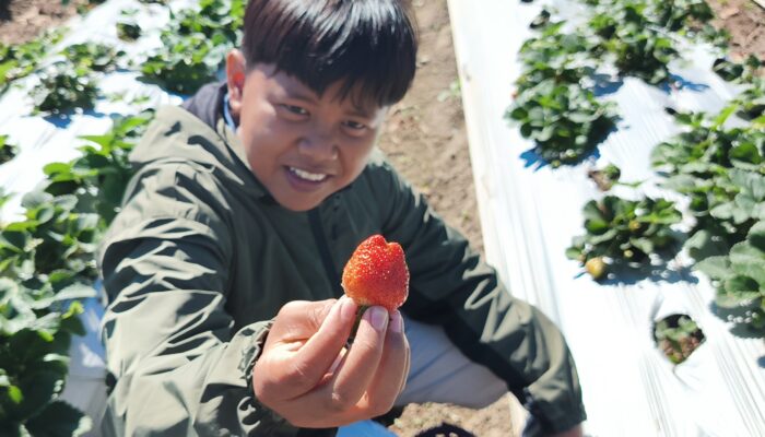 Libur Sekolah, Wisata Petik Stroberi Sembalun Diserbu Pengunjung!
