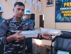 Lanal Mataram Bongkar Penyelundupan 10.000 Benih Lobster, Ini Modusnya